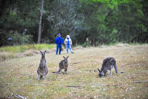 Blue Mountains Private Tour From Sydney - Darwin Holiday 2