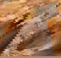 Australian animals Seascape and Sunset Photography Tour - Darwin Holiday