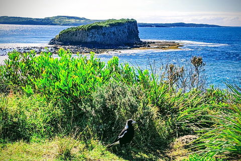 Erupting Blowholes And Ancient Rainforests With 'Personalised Sydney Tours' - Darwin Holiday 3