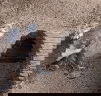 Australian Wildlife  Waterfalls Private Tour with 'Personalised Sydney Tours' - Darwin Holiday