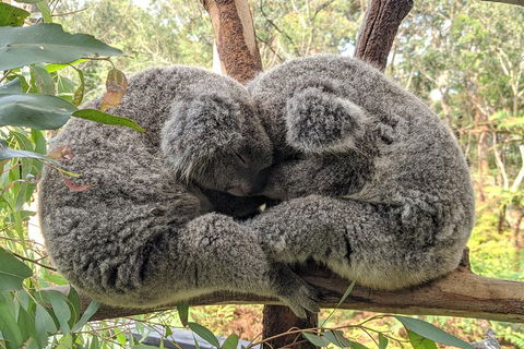 Australian Wildlife & Waterfalls Private Tour With 'Personalised Sydney Tours' - Darwin Holiday 2