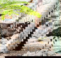 Sydney Taronga Zoo General Entry Ticket and Wild Australia Experience - Darwin Holiday