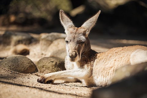 Sydney Taronga Zoo General Entry Ticket And Wild Australia Experience - Darwin Holiday 3
