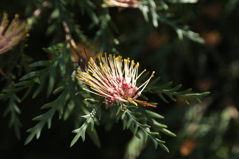 '56 Chevrolet 6-Hour Dandenong Ranges Classic Car Private Tour (4 Person) - Darwin Holiday 3