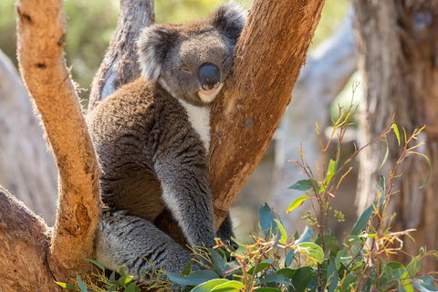Mount Lofty Hike And Cleland Wildlife Park Day Trip From Adelaide - Darwin Holiday 2