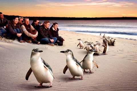 [Private Tour] â€œPenguin Paradeâ€ Phillip Island Tour. - Darwin Holiday 0