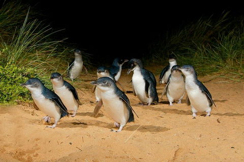 [Private Tour] â€œPenguin Paradeâ€ Phillip Island Tour. - Darwin Holiday 2