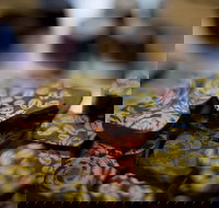 LGBT Friendly Full Day Yarra Valley  Dandenong Ranges Private Tour - Darwin Holiday