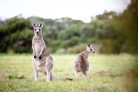 LGBT+ Friendly 3 Day Tour The Grampians, Daylesford & Ballarat - Darwin Holiday 2