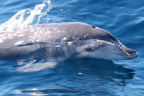 Jervis Bay Dolphin Watch Cruise - Darwin Holiday 0