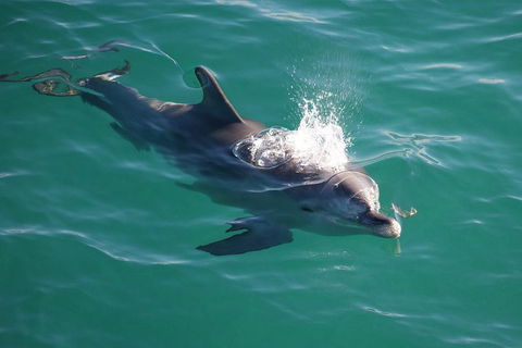 Jervis Bay Dolphin Watch Cruise - Darwin Holiday 1