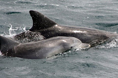 Jervis Bay Dolphin Watch Cruise - Darwin Holiday 2