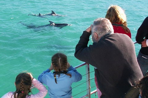 Jervis Bay Dolphin Watch Cruise - Darwin Holiday 4