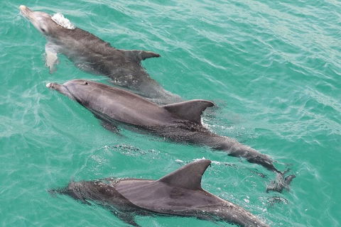 Jervis Bay Dolphin Watch Cruise - Darwin Holiday 5