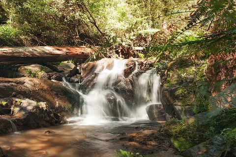 Discover Tour: Dandenong Ranges & William Ricketts Sanctuary - Darwin Holiday 1