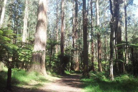 Discover Tour: Dandenong Ranges & William Ricketts Sanctuary - Darwin Holiday 5