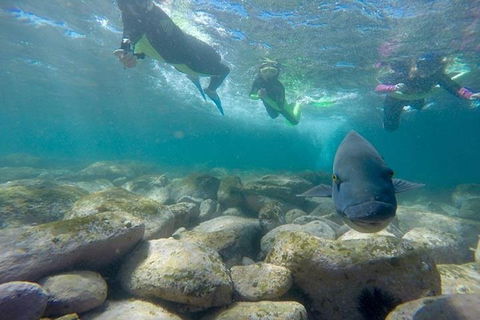 Manly And Shelly Beach Snorkeling Tour - Darwin Holiday 0