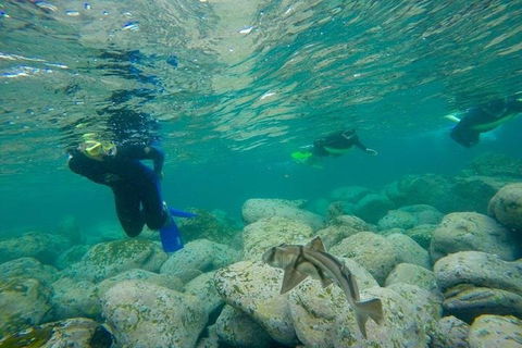Manly And Shelly Beach Snorkeling Tour - Darwin Holiday 1