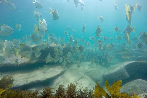 Manly And Shelly Beach Snorkeling Tour - Darwin Holiday 2