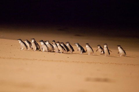 The Ultimate Melbourne Attractions Pass - Darwin Holiday 5