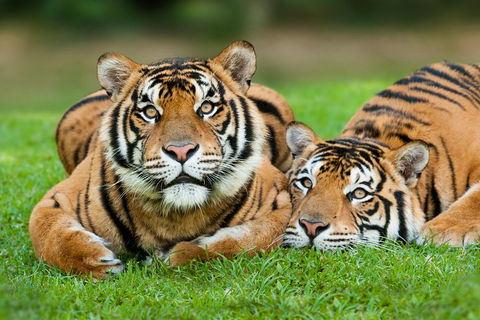 The Ultimate Gold Coast Attractions Pass - Darwin Holiday 2