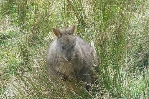 Leven Canyon Day Trip Including Wings Wildlife Park Or Gunns Plains Caves - Darwin Holiday 3