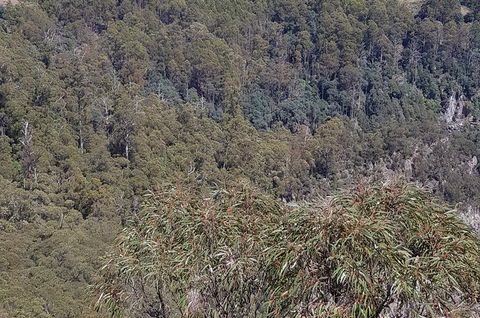 Leven Canyon Day Trip Including Wings Wildlife Park Or Gunns Plains Caves - Darwin Holiday 4