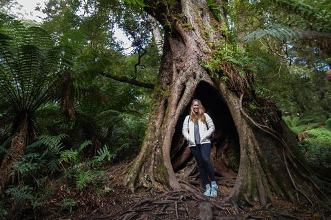 Great Ocean Road Small-Group Ecotour From Melbourne - Darwin Holiday 4