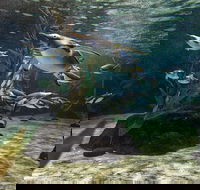 SEA LIFE Sydney Aquarium Entrance Ticket - Darwin Holiday