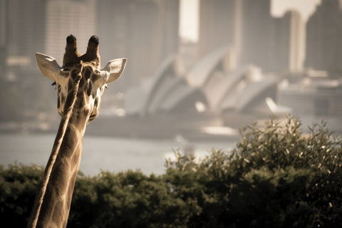 Sydney Harbour Hop On Hop Off Cruise With Taronga Zoo Entry - Darwin Holiday 5