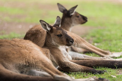 Private Ballarat And Sovereign Hill Tour From Melbourne - Darwin Holiday 0