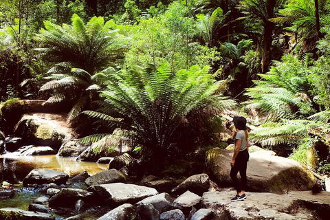 Small Group - Yarra Valley & Dandenong Ranges Hike From Melbourne - Darwin Holiday 4