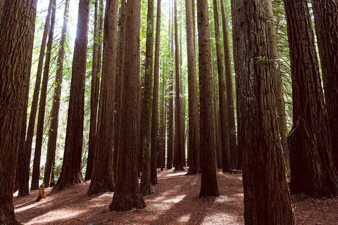 Small Group - Yarra Valley & Dandenong Ranges Hike From Melbourne - Darwin Holiday 5