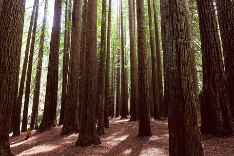 Private Yarra Valley & Dandenong Ranges Hiking Tour From Melbourne - Darwin Holiday 3