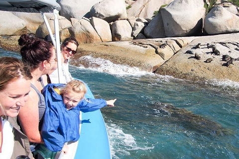 Seal Island Boat Tour From Victor Harbor - Darwin Holiday 4
