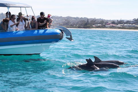 Seal Island Boat Tour From Victor Harbor - Darwin Holiday 5