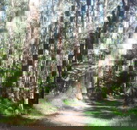 Dandenong Ranges Private Tour Including William Ricketts Sanctuary - Darwin Holiday