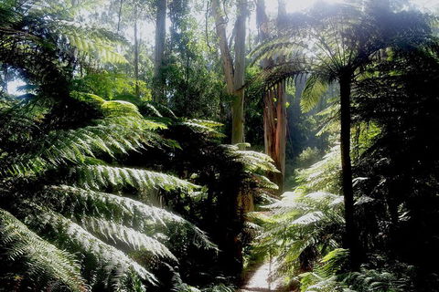 Dandenong Ranges Private Tour Including William Ricketts Sanctuary - Darwin Holiday 1