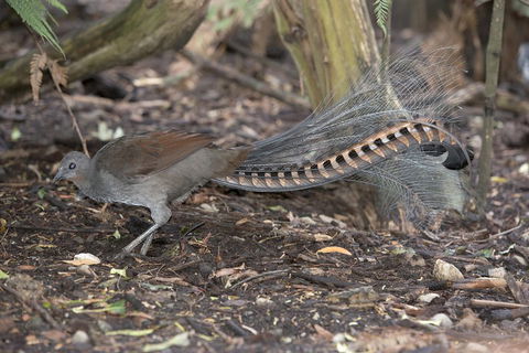 Dandenong Ranges Private Tour Including William Ricketts Sanctuary - Darwin Holiday 4