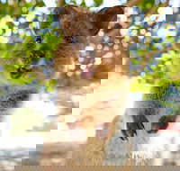 Discover Rottnest with Ferry  Bus Tour from Perth or Fremantle - Darwin Holiday