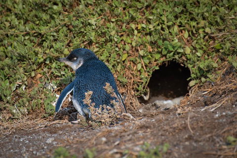 Small-Group Phillip Island Penguin Parade Day Tour From Melbourne - Darwin Holiday 1
