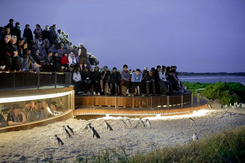 Small-Group Phillip Island Penguin Parade Day Tour From Melbourne - Darwin Holiday 3