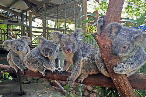Best Of Kuranda Including Skyrail, Kuranda Scenic Railway And Rainforestation - Darwin Holiday 4