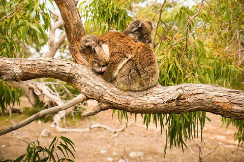 10 Day Perth To Adelaide Private Tour - The Great Australian Wilderness Journey - Darwin Holiday 4