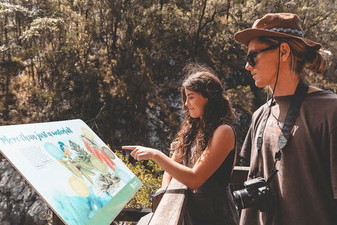 Springbrook AndTamborine Rainforest Tour Incl Natural Bridge And Glow Worm Cave - Darwin Holiday 0