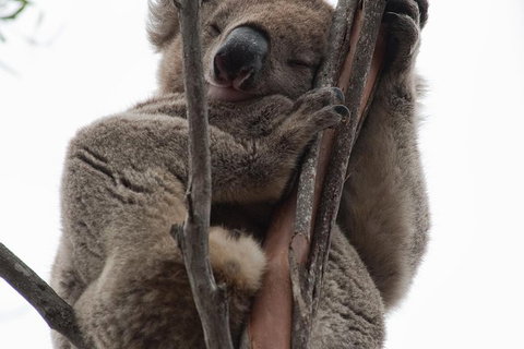 2-Day Kangaroo Island 4WD Small-Group Tour From Adelaide - Darwin Holiday 0