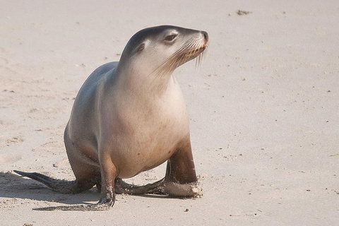 2-Day Kangaroo Island 4WD Small-Group Tour From Adelaide - Darwin Holiday 4