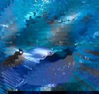 Snorkel with Sharks at AQWA - Darwin Holiday