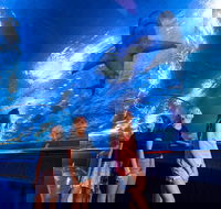 Lunch and General Admission Entry at AQWA - Darwin Holiday