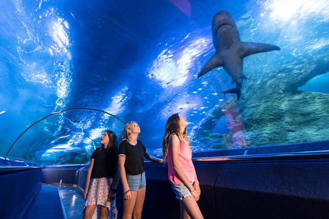 Lunch And General Admission Entry At AQWA - Darwin Holiday 0